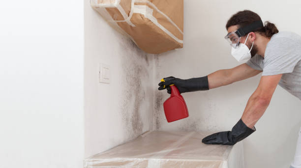 Professional Black Mold Remediation technician working in Farmersville, TX