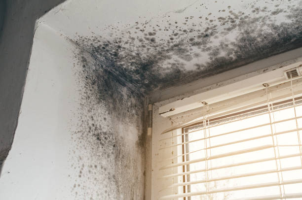 Affordable Black Mold Remediation solutions in Farmersville, TX